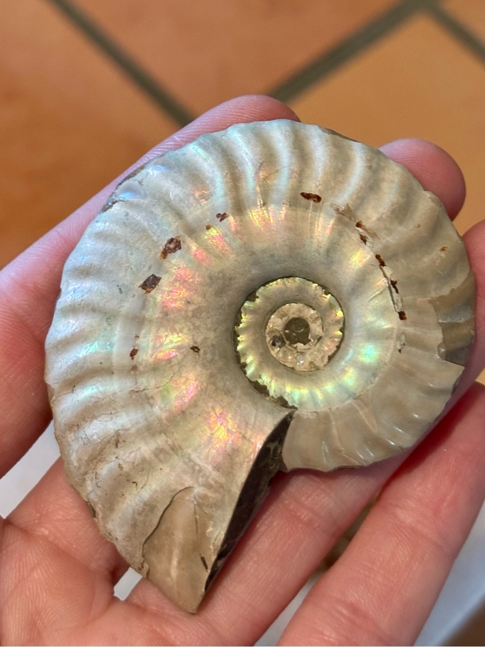 Ammonite Fossil Halves – Polished Interior with Iridescent Shell & Druzy Pockets - Picture 5 of 8